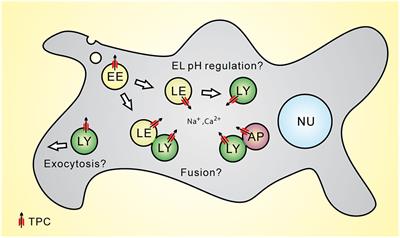 Two-Pore Channels: Catalyzers of Endolysosomal Transport and Function